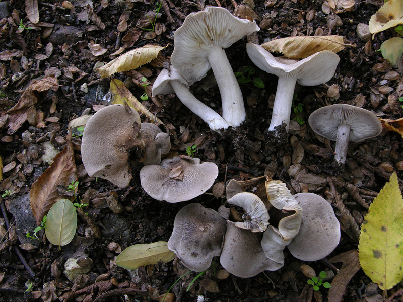 Tricholoma grigi.